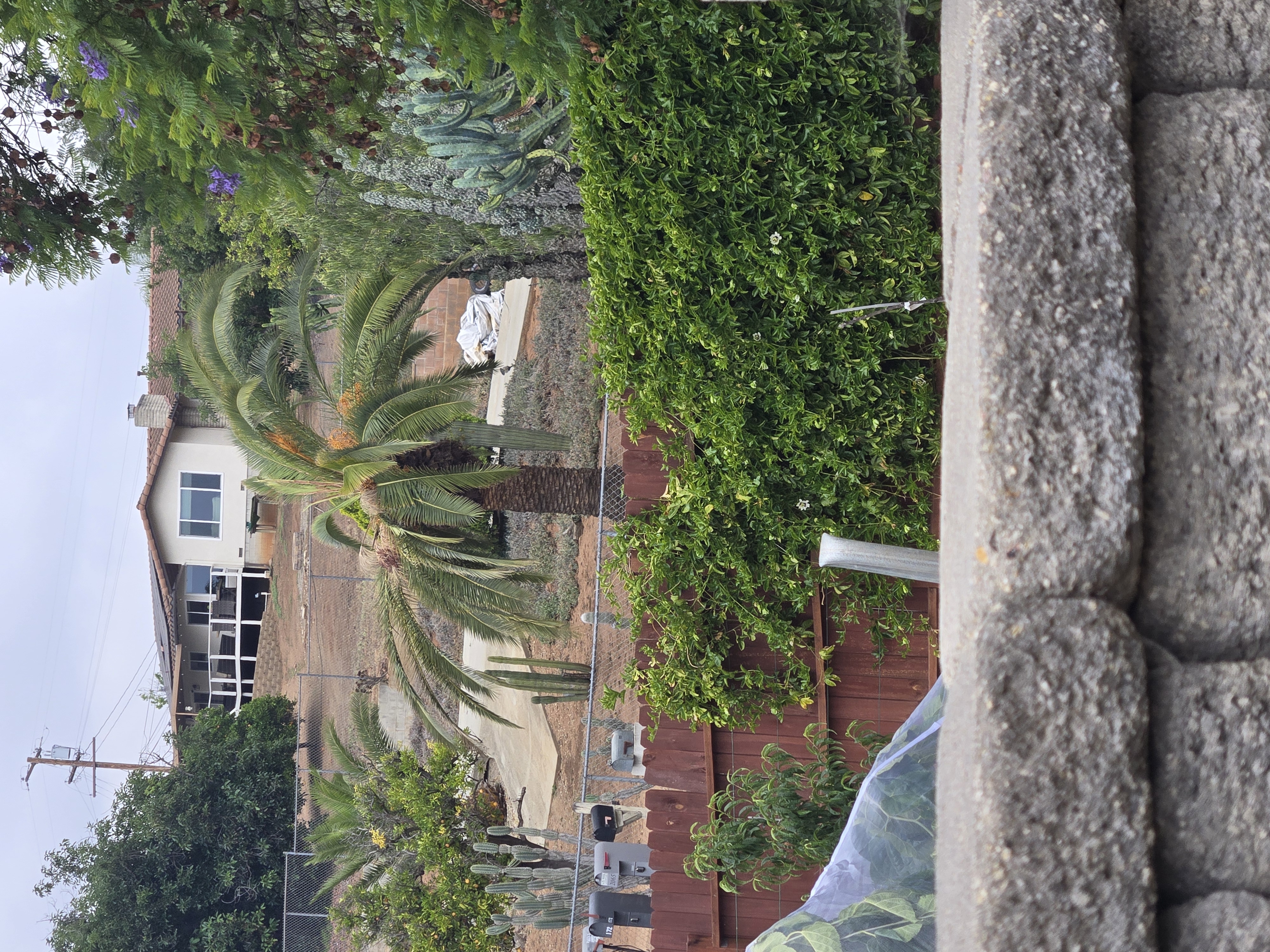 Palm decline and crown stress example on Sunset Drive